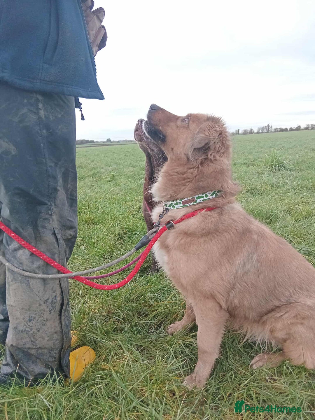 Mixed Breed dogs for adoption: GINNY - Advert 5