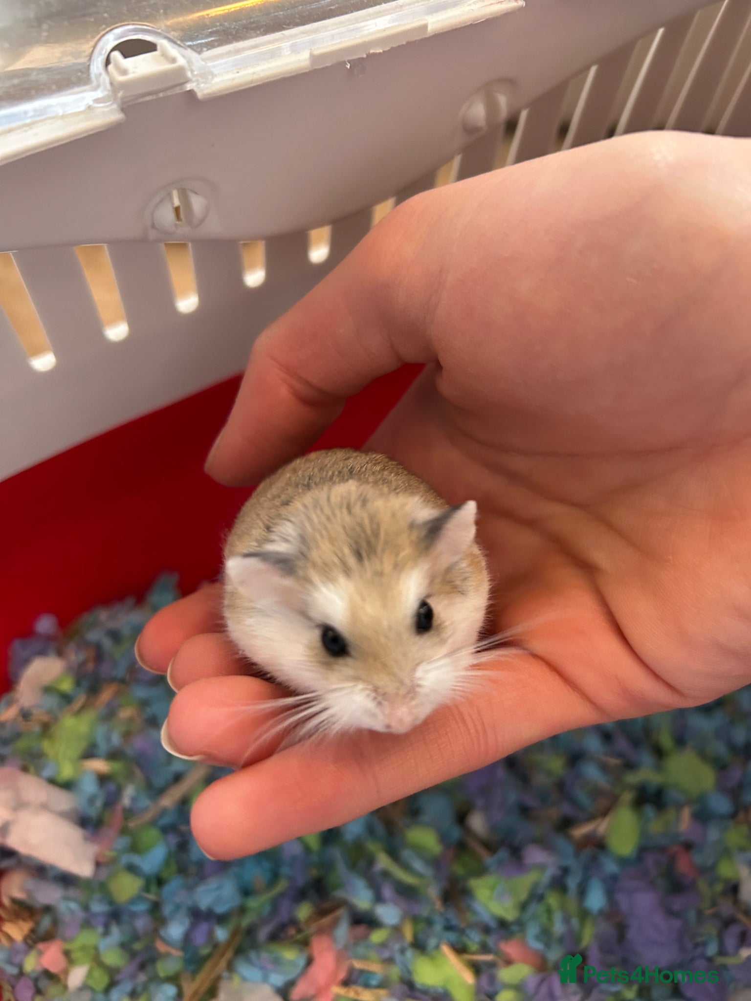 Hamster rodents Roborovski babies from show winning parent - Advert 4