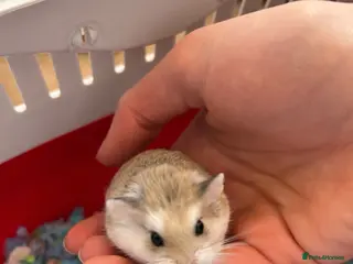 Hamster rodents Roborovski babies from show winning parent - Advert 2