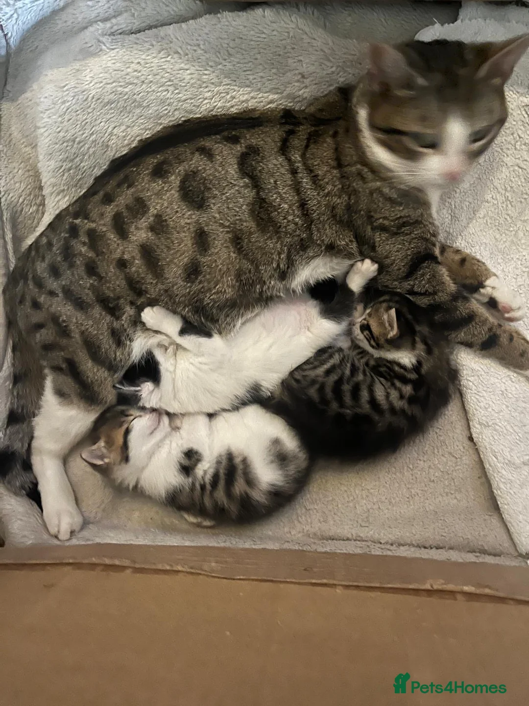 Mixed Breed cats for sale: Beautiful bengal cross kittens in Abbots Langley - Advert 2