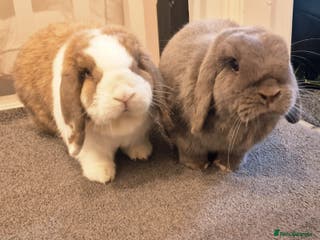 Mini Lop rabbits Lola & Frappe !!MUST GO TOGETHER!!🩷 - Advert 4