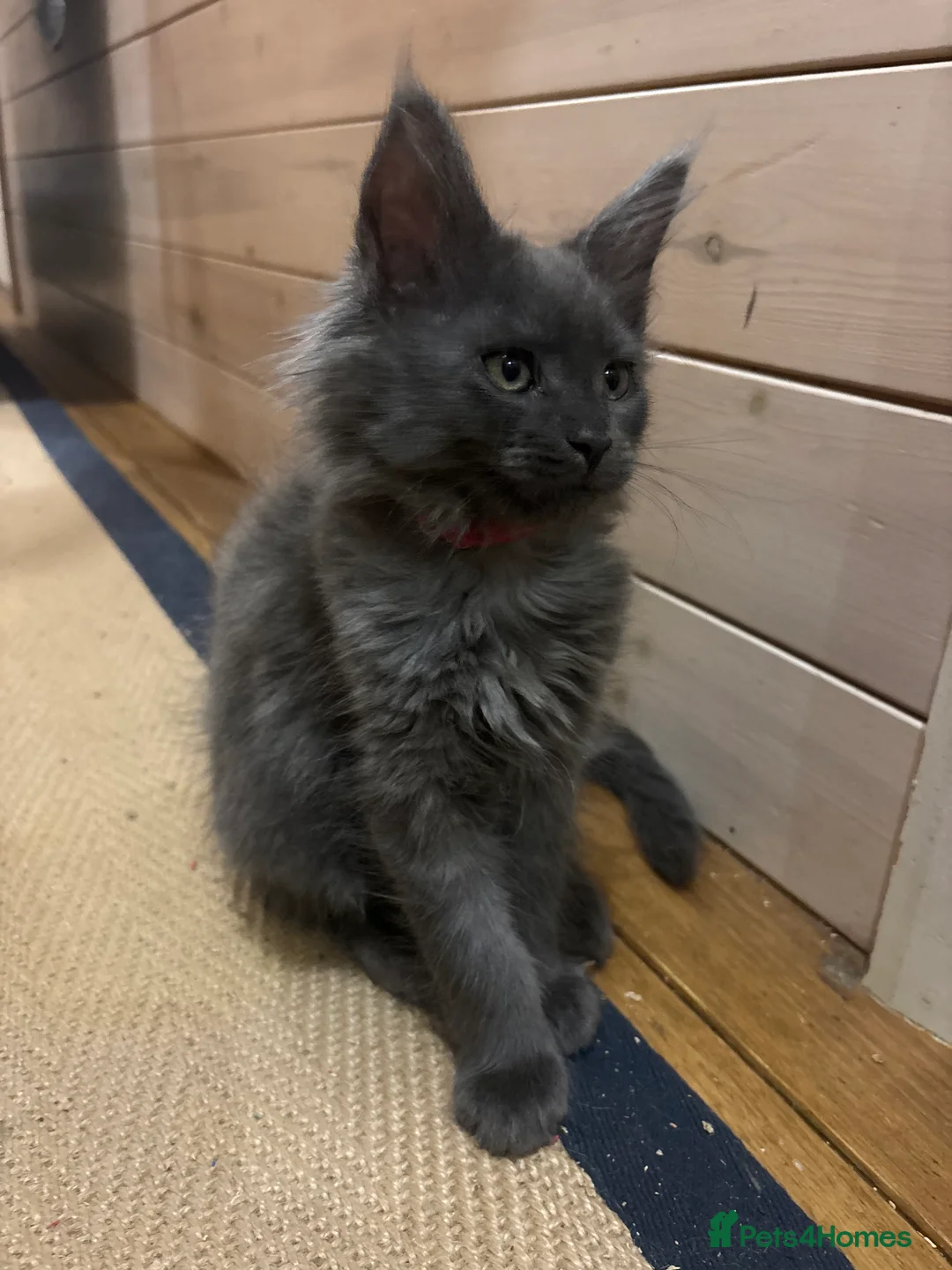 Maine Coon cats for sale: Last kitten - FiFe Maine Coons (ready Jan 21st) - Advert 21