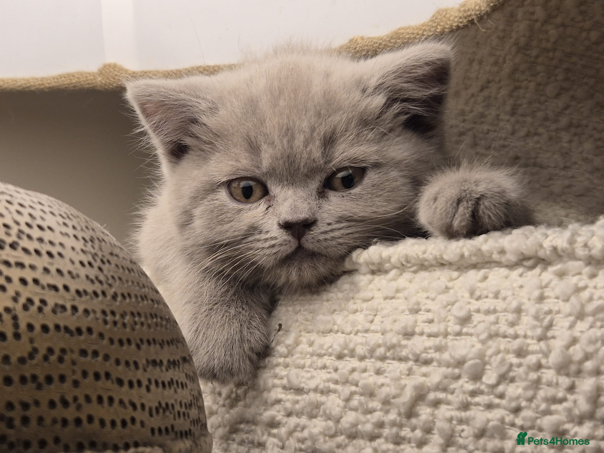 British Shorthair cats Adorable Silver British Shorthair Kitten for sale  - Advert 15