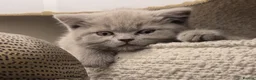 British Shorthair cats for sale: Adorable Silver British Shorthair Kitten for sale  in Dereham - Advert 1