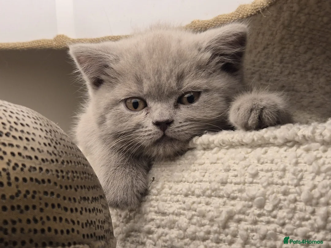 British Shorthair cats for sale: Adorable Silver British Shorthair Kitten for sale  in Dereham - Advert 1