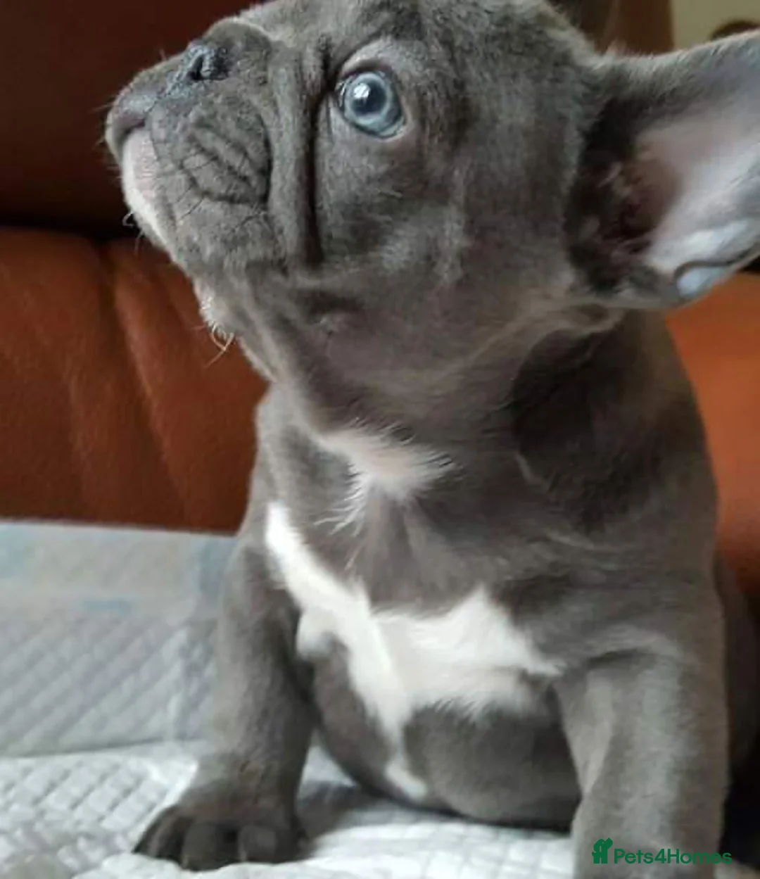 French Bulldog dogs for stud: Kc French bulldog Stud  - Advert 22