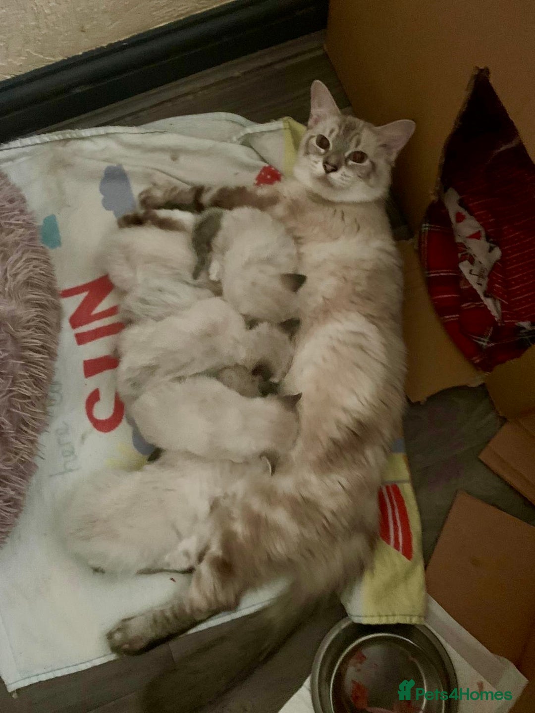 Ragdoll cats for sale: ❗️Charming Pure Ragdoll Kittens waiting love ❤️❗️ - Advert 3