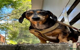 Dachshund dogs for sale: Adorable Male Dachshund Looking for a Loving Home - Image 3