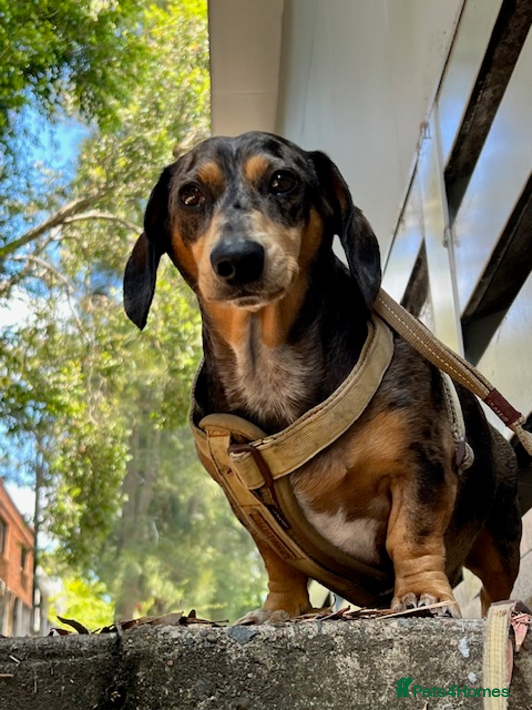 Dachshund dogs for sale: Adorable Male Dachshund Looking for a Loving Home - Image 3