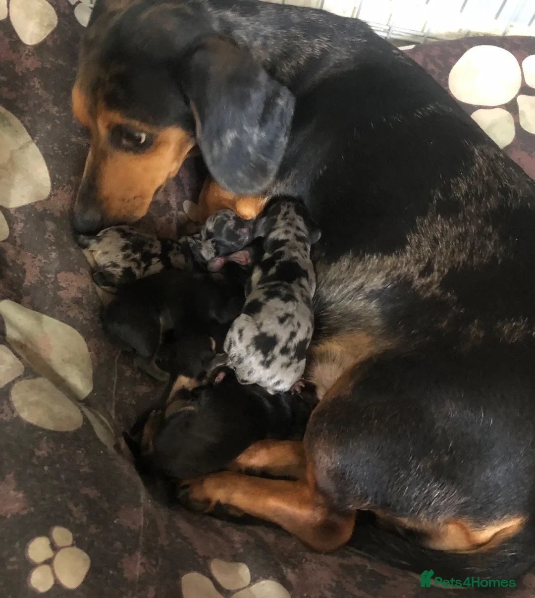 Miniature Dachshund dogs for sale: Miniature dachshund puppies🥰£750 - Advert 12