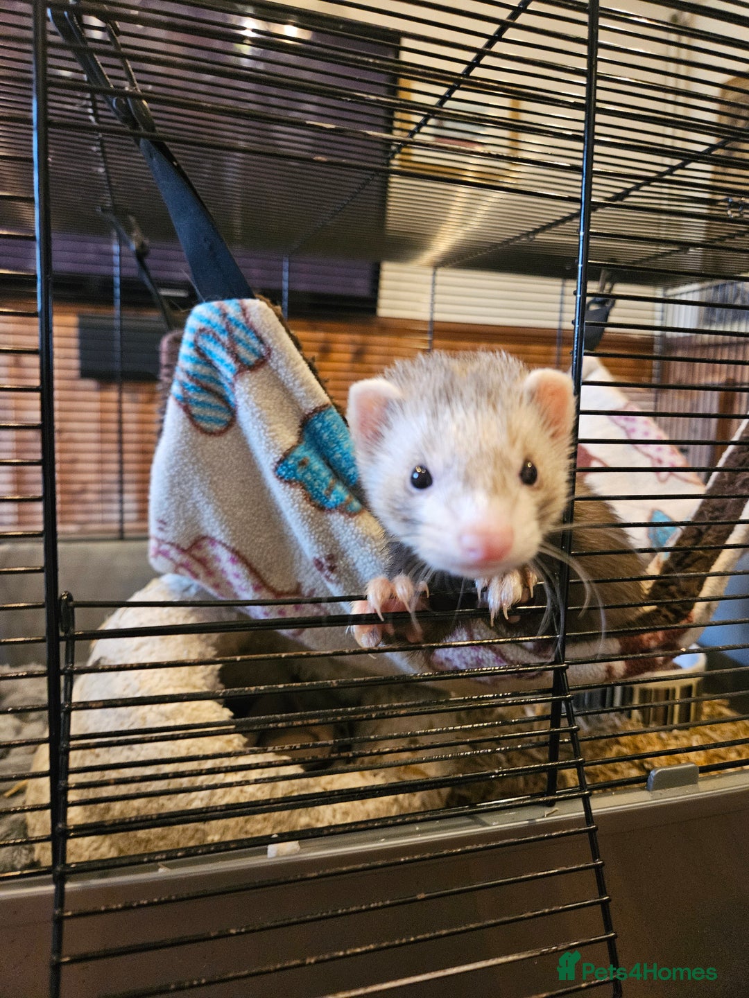 Ferret rodents for sale: Small hob ferret tame  - Advert 9