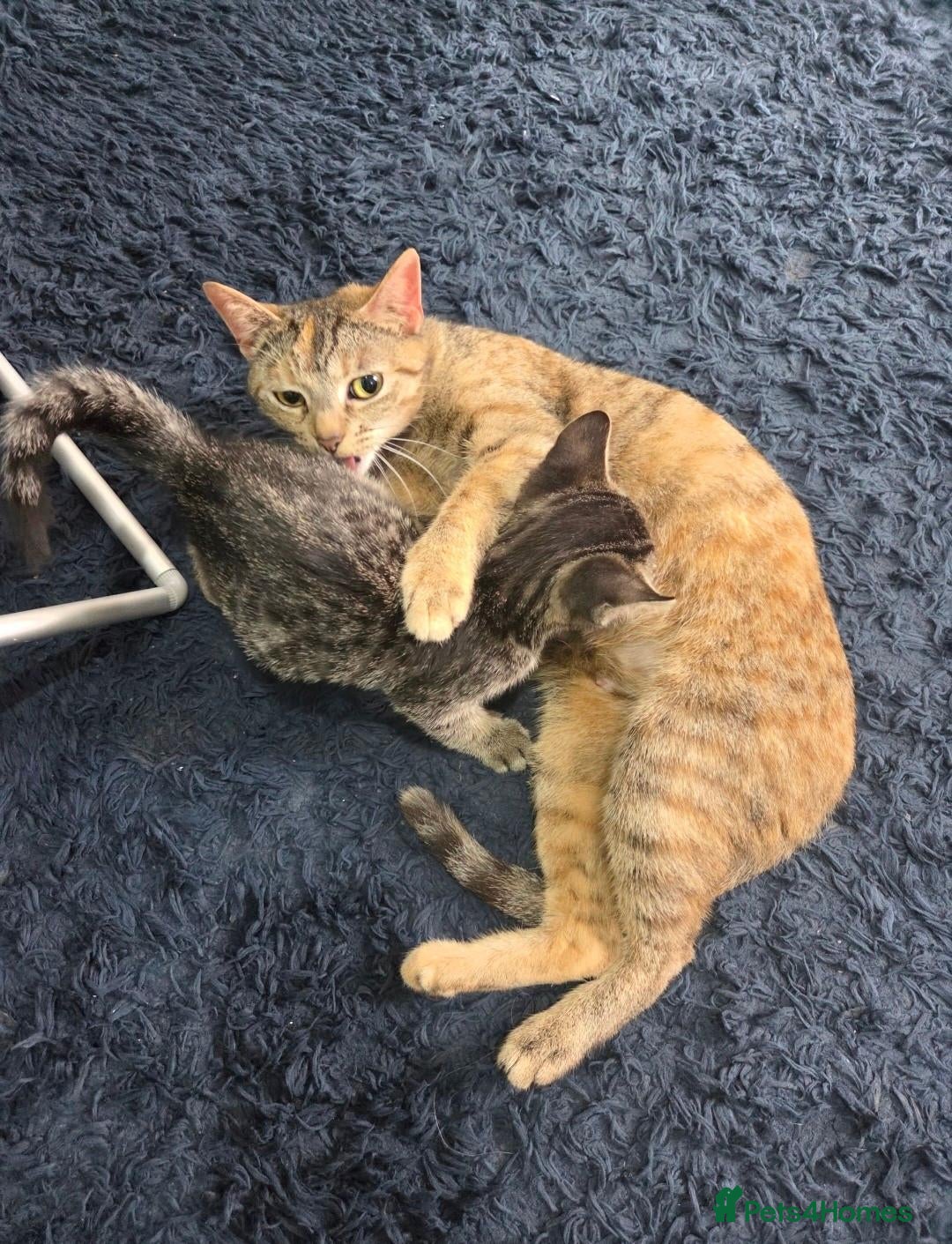 American Shorthair cats Ginger Male 8 Week Old Kitten - Advert 2