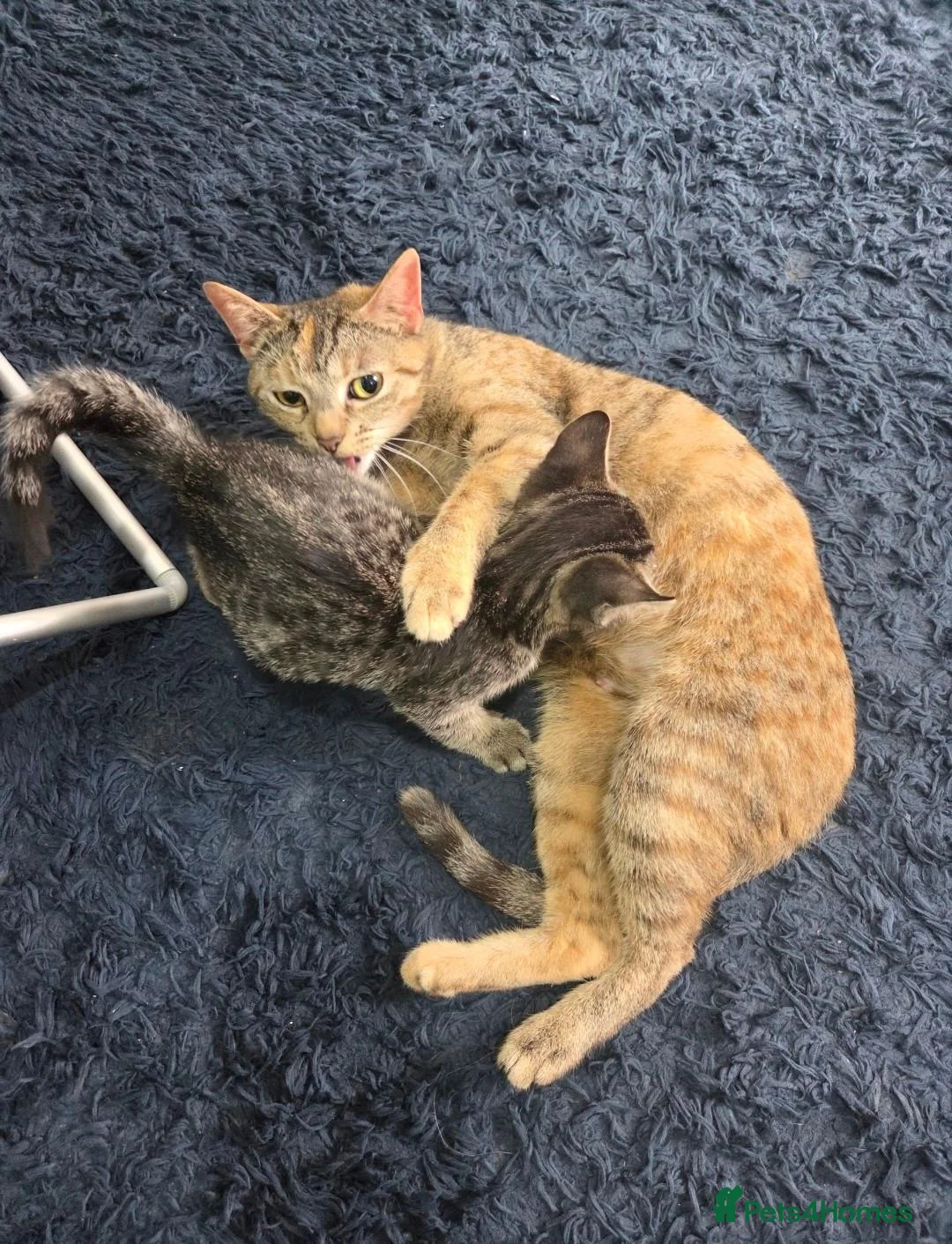 American Shorthair cats for sale: Ginger Male 8 Week Old Kitten - Advert 2