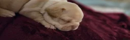 French Bulldog dogs for sale: Stunning French bull dog puppies lincolnshire - Advert 31