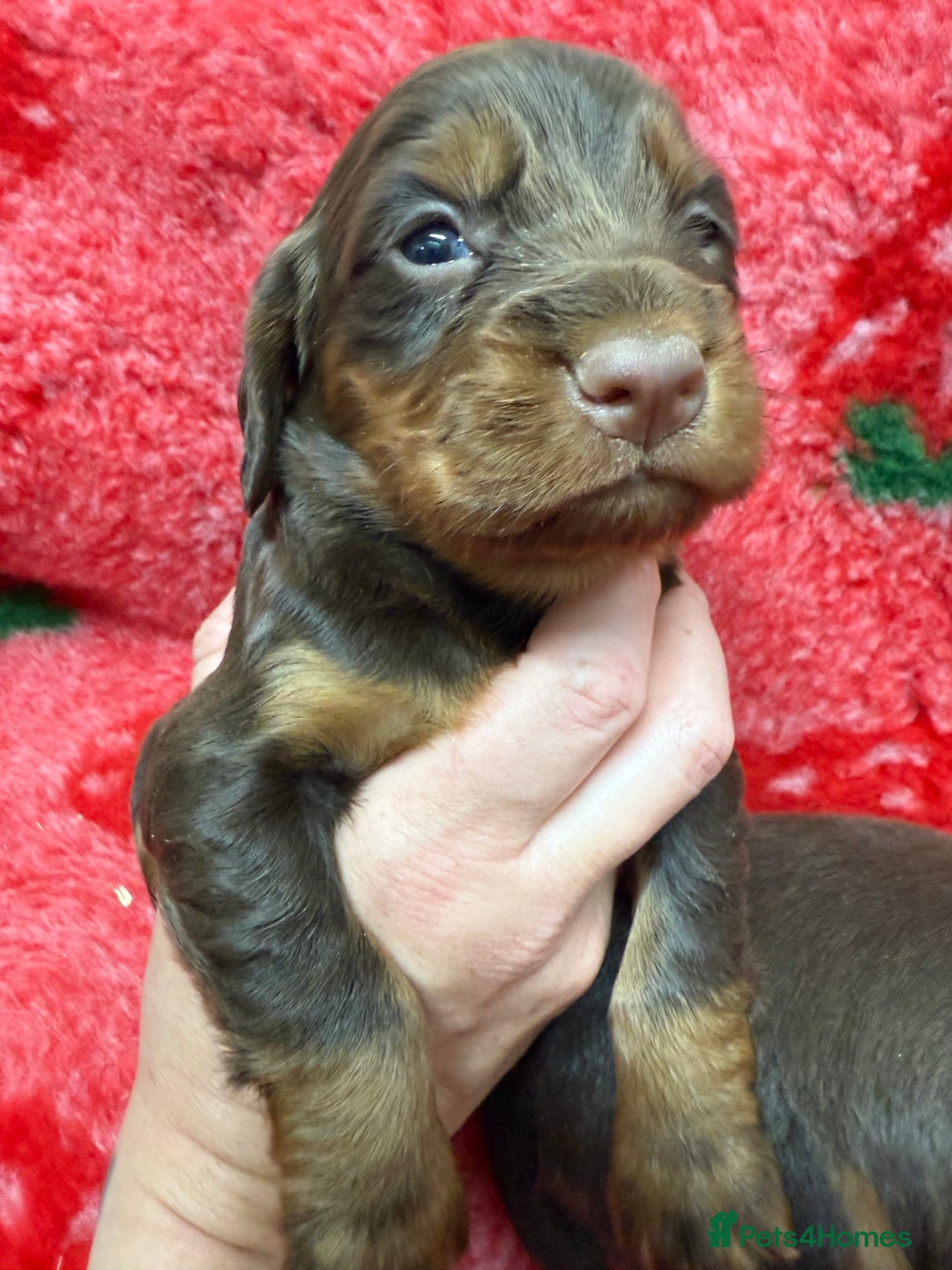 Cocker Spaniel dogs for sale: Stunning KC Working Cocker Spaniel Pups - Image 17