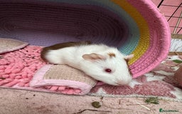 Guinea Pig rodents for sale: 3 bonded males 5 weeks old  - Image 15