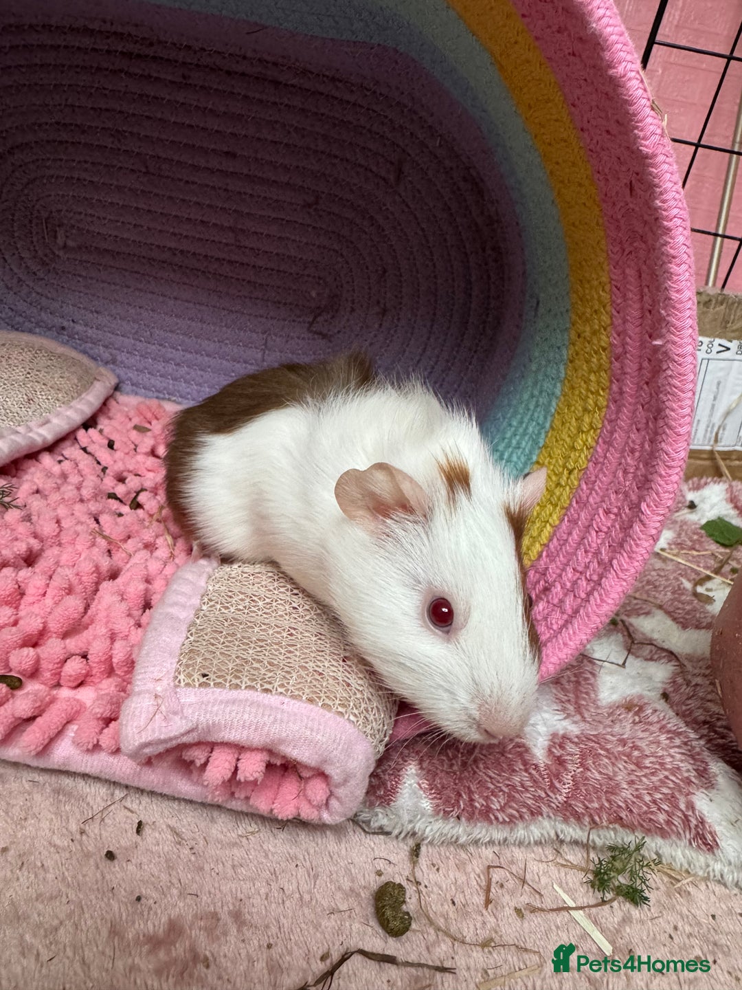 Guinea Pig rodents for sale: 3 bonded males 5 weeks old  - Image 15