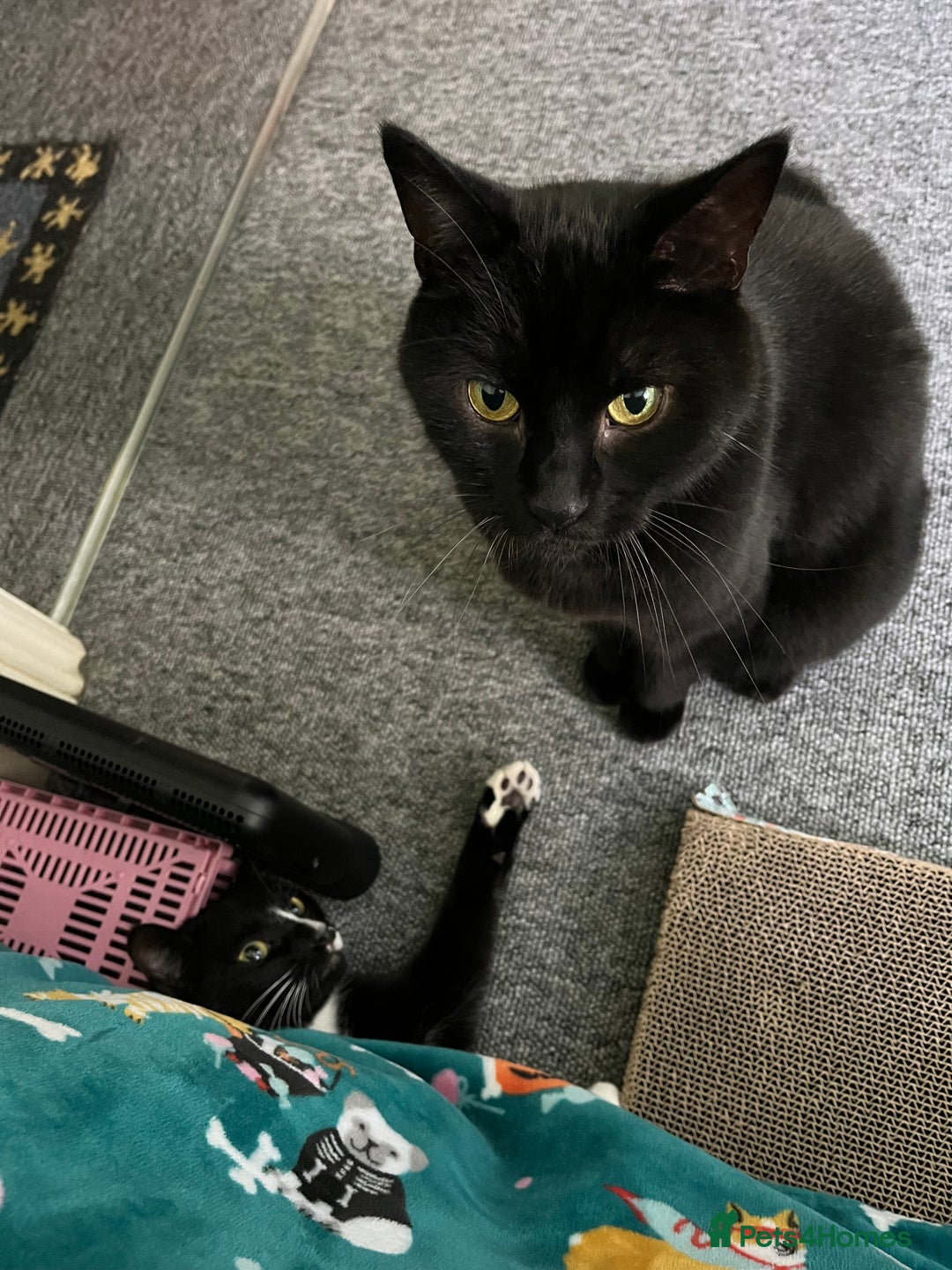 American Shorthair cats for sale: 2 brothers need a new home ASAP BOTH STAY TOGETHER - Advert 5