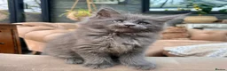 Maine Coon cats for sale: Rare Blue Smoke Maine Coon Kittens – Exceptional  - Advert 3