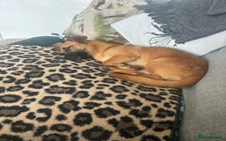 Mixed Breed dogs for adoption: Meet Mika, currently residing in Barnsley - Image 6