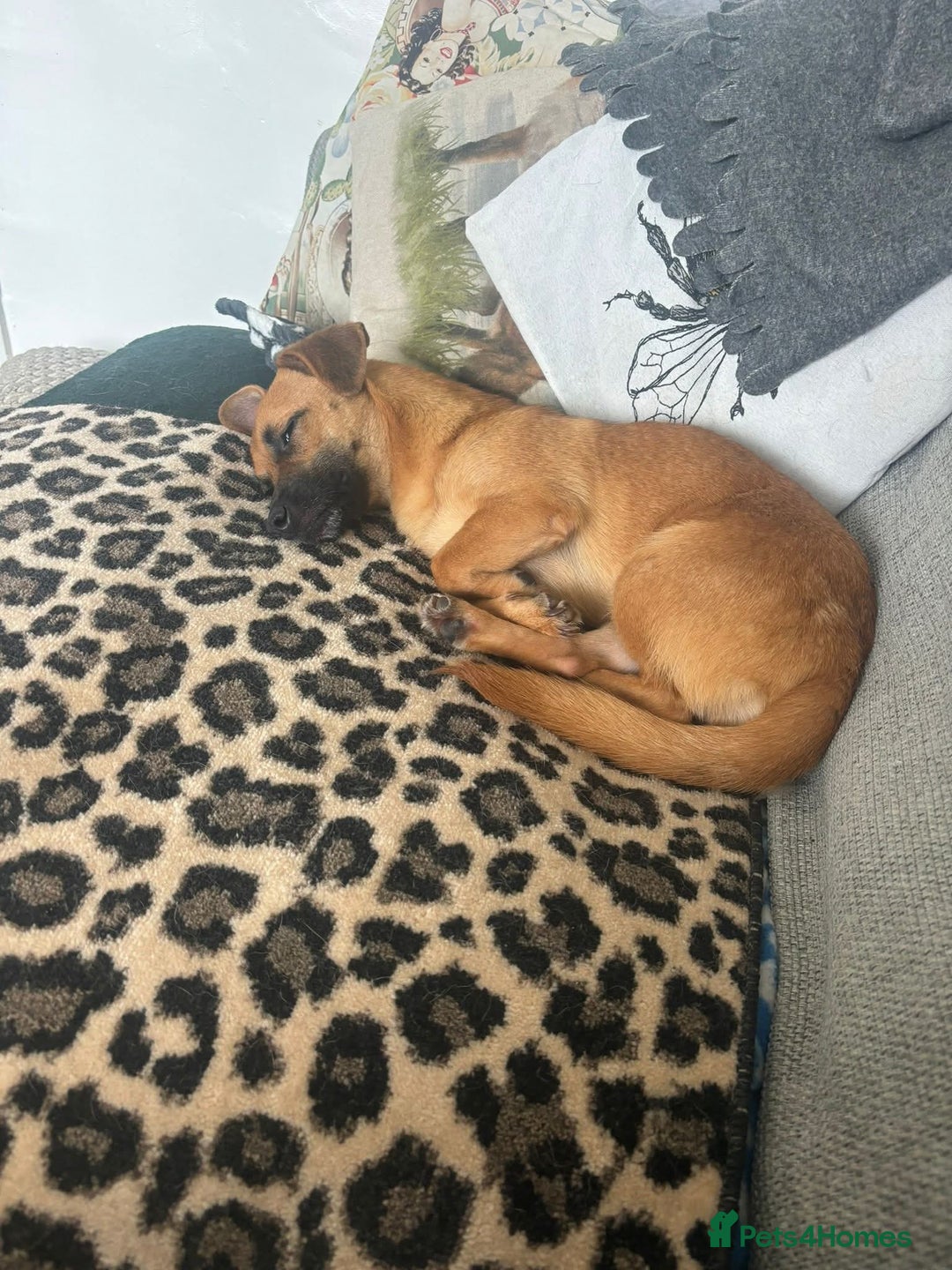 Mixed Breed dogs for adoption: Meet Mika, currently residing in Barnsley - Image 6