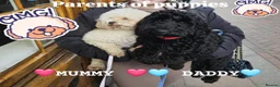 Mixed Breed dogs for sale: 🐾✨ Beautiful F2 Cockapoo Puppies Ready £995 ✨🐾  - Advert 5
