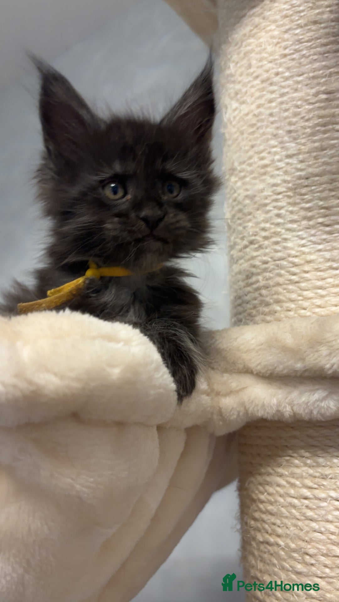 Maine Coon cats for sale: Precious little babies ❤️💙 - Image 15