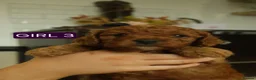 Cavapoo dogs for sale: Red Cavapoo Puppies - Advert 7