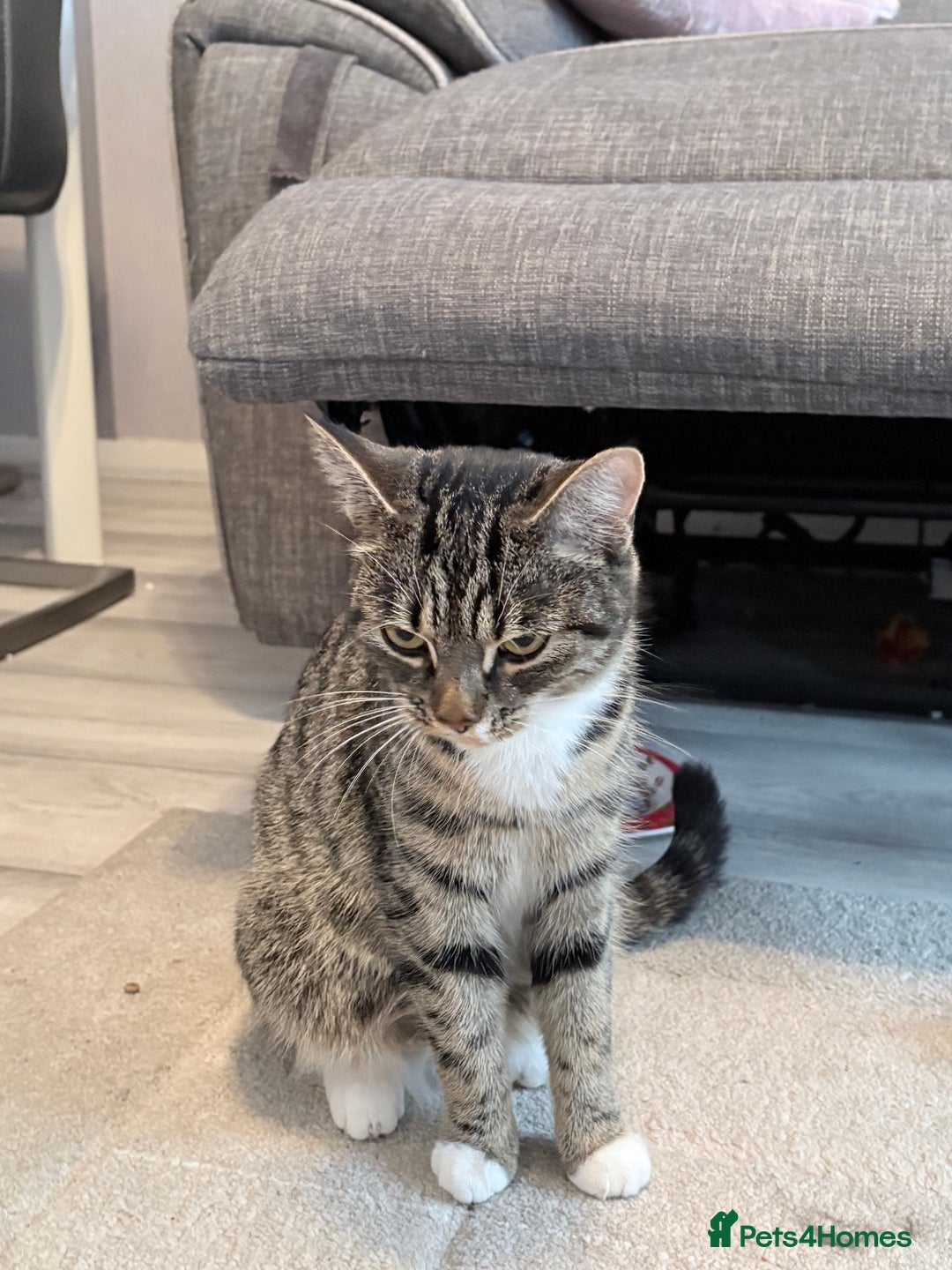 Mixed Breed cats for sale: Beautiful mix breed kittens - Advert 2