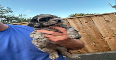Sproodle dogs - Advert 1