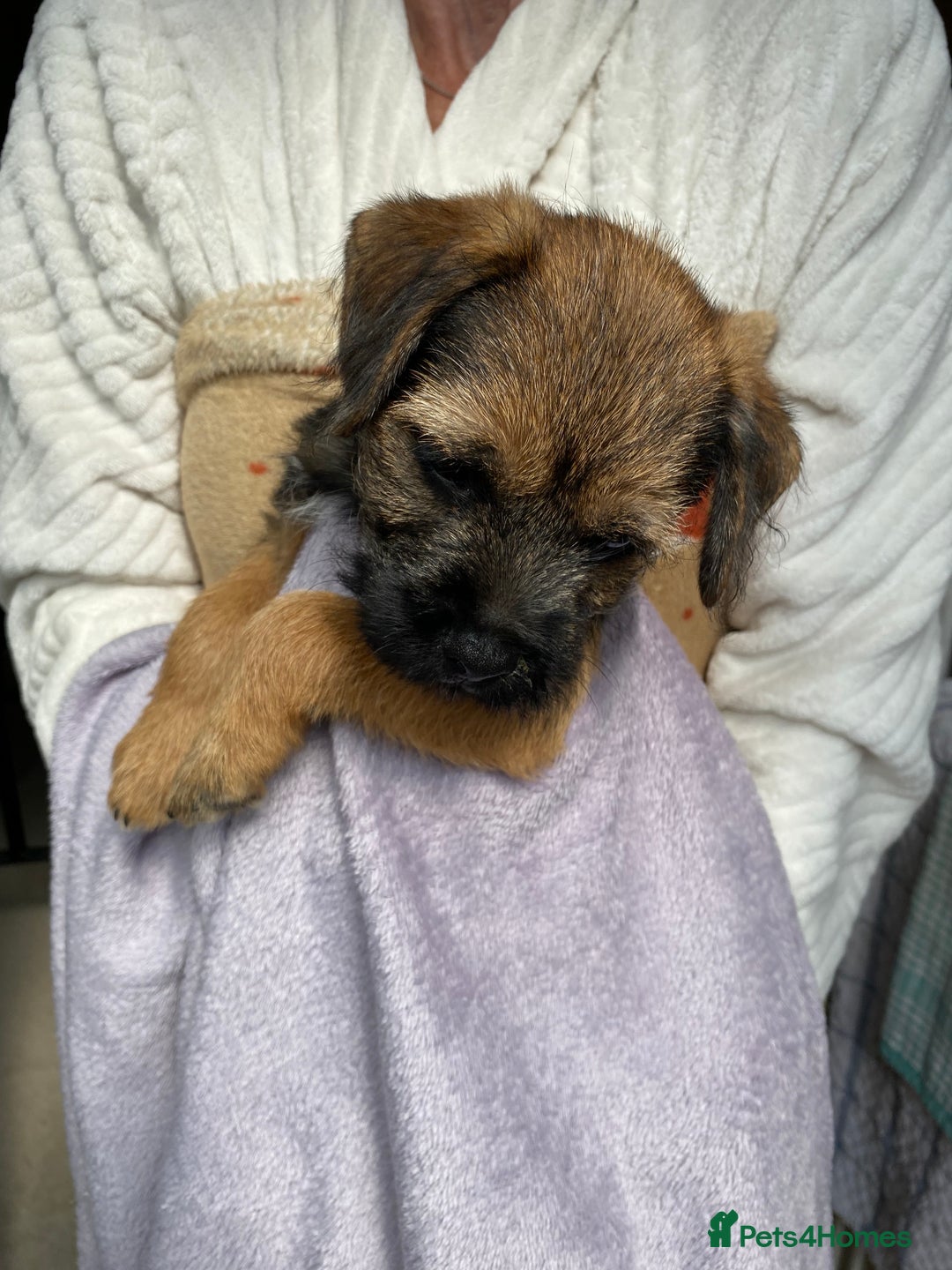 Border Terrier dogs for sale: Border Terrier Puppies for Sale - Image 3