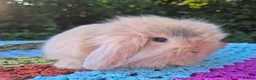 Angora rabbits for sale: 💜STUNNING TEDDYWIDDER X MINI LOP BABIES 💜 - Advert 9