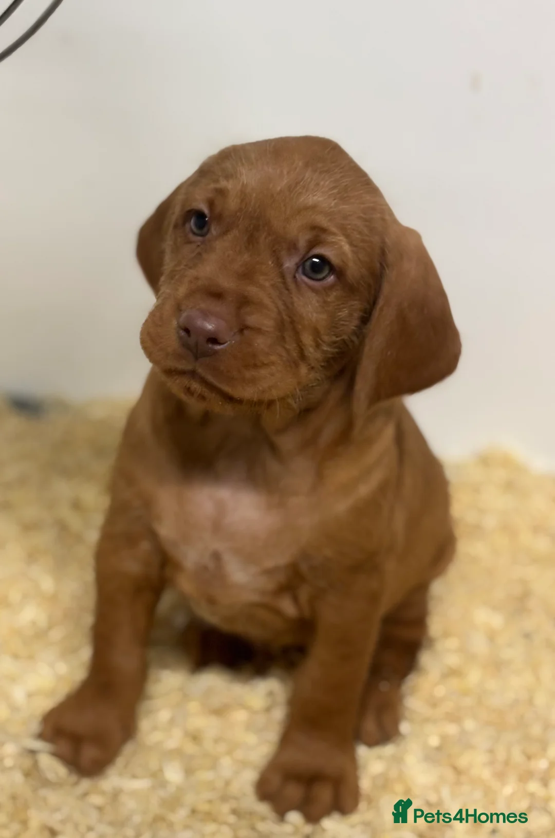 Hungarian Vizsla dogs for sale: Hungarian wirehaired vizsla- fully health tested  - Advert 3