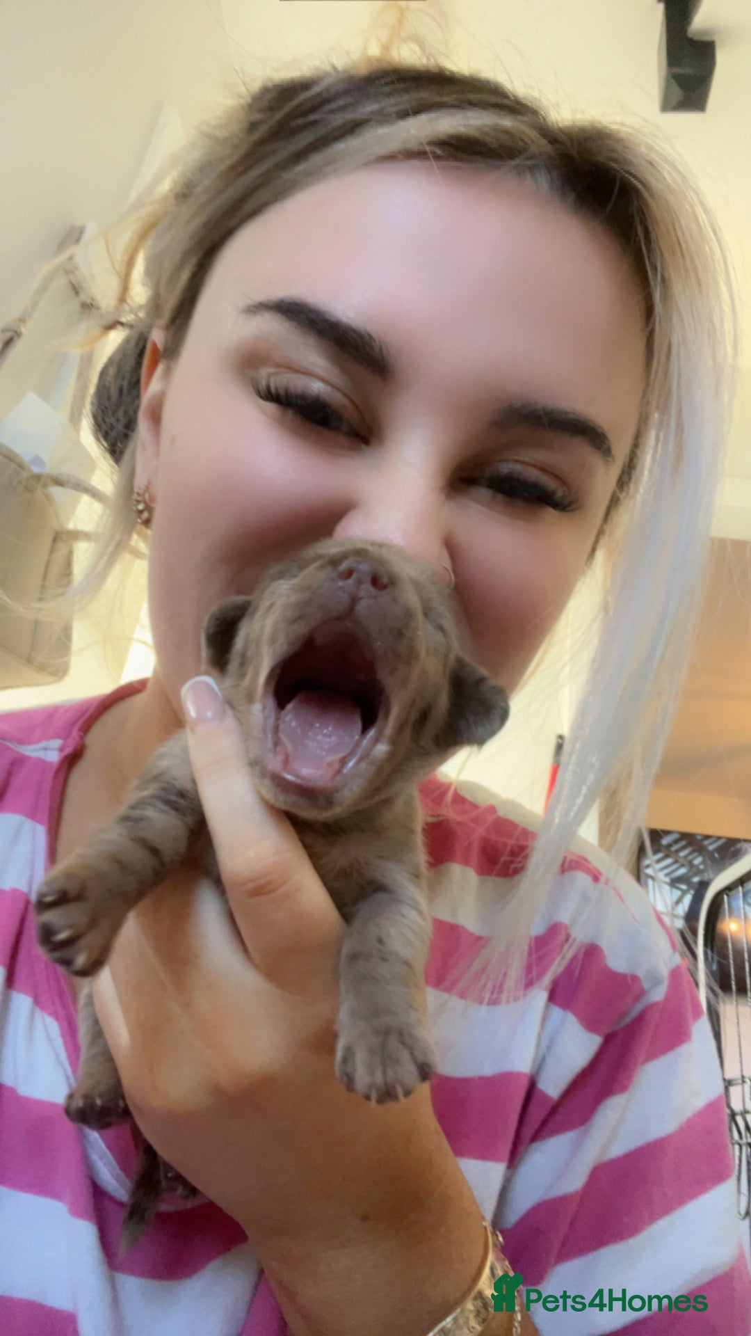 Mixed Breed dogs for sale: LAST GIRL 🩷 daxipoo - Advert 16