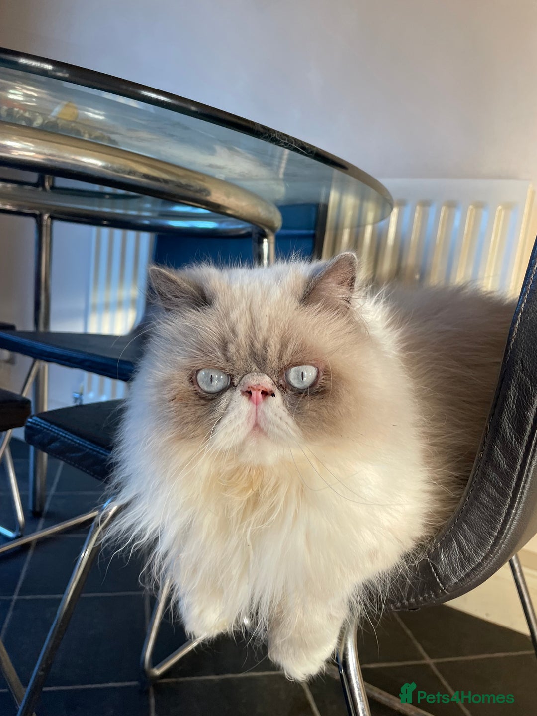 Persian cats for sale: Persian cat - Image 8