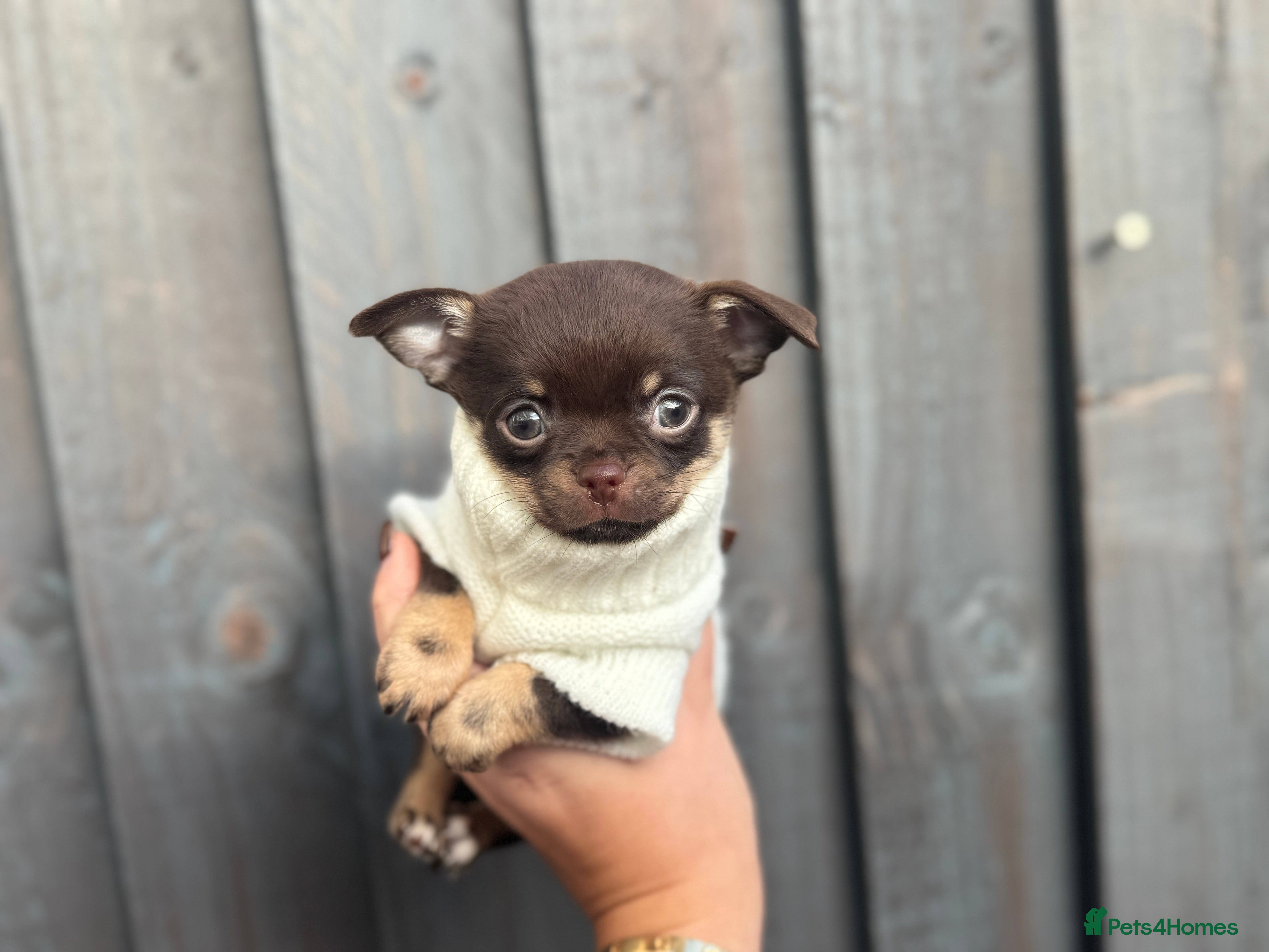 Chihuahua dogs READY TO LEAVE 🤎 LAST Chocolate Puppy 🐻🤎 - Advert 1