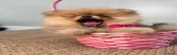 Pomeranian dogs for sale: KC Pomeranians tiny little bears 🐻 Ready Now  - Advert 8