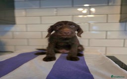 Labradoodle dogs for sale: £550 unreal pups 😊 F1 miniature labradoodles in South Shields - Image 3