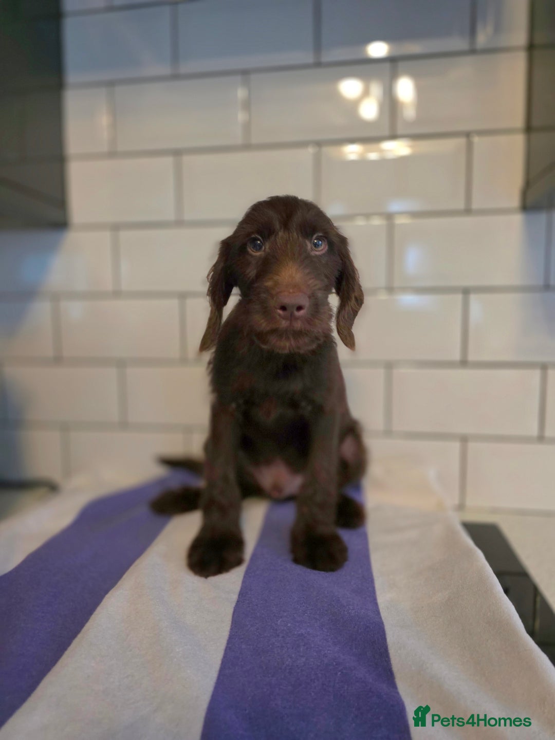 Labradoodle dogs for sale: £550 unreal pups 😊 F1 miniature labradoodles in South Shields - Image 3
