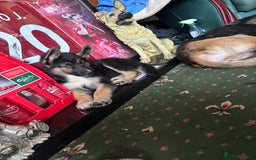 Shepsky dogs for sale: Shepsky - Image 9