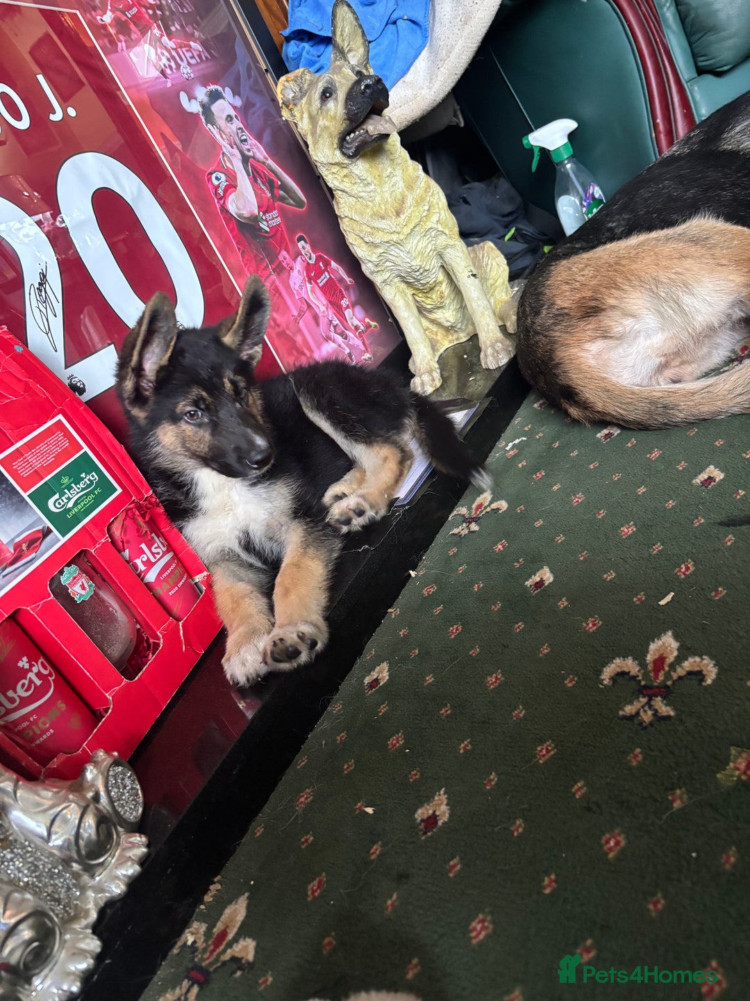 Shepsky dogs for sale: Shepsky - Image 9