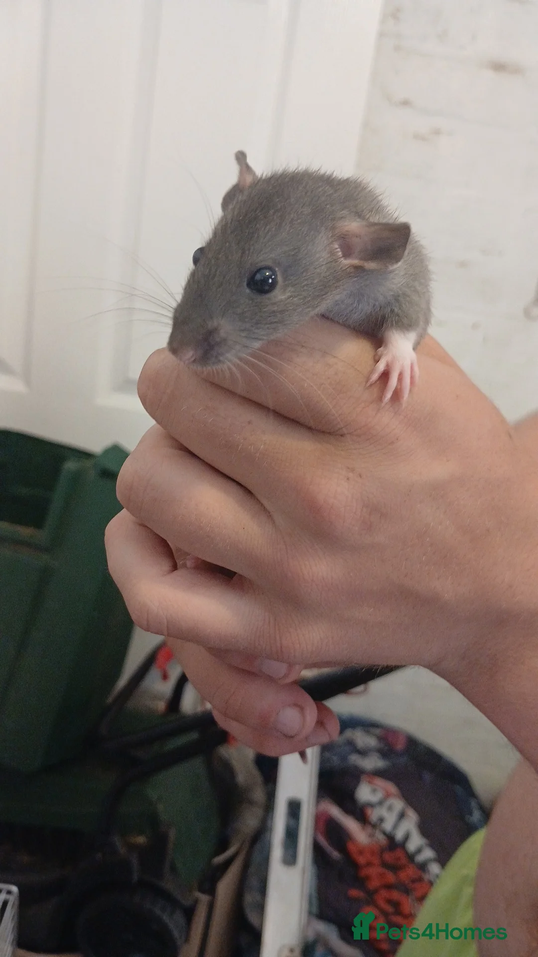 Rat rodents for sale: Dumbo and rex baby rats  in Brierley Hill - Advert 2