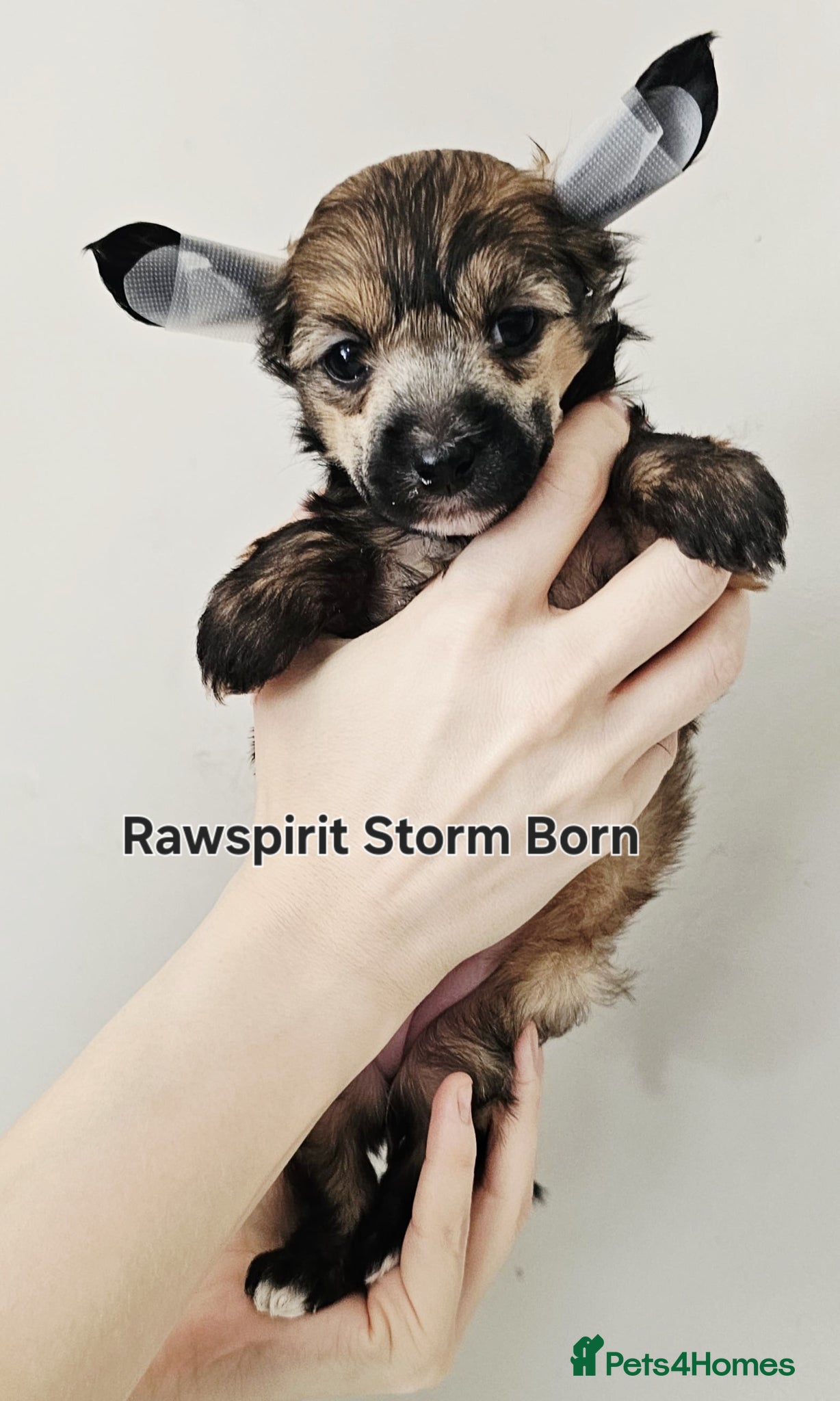 Chinese Crested dogs Hailerss girl, powder puff girl and boy  - Advert 4