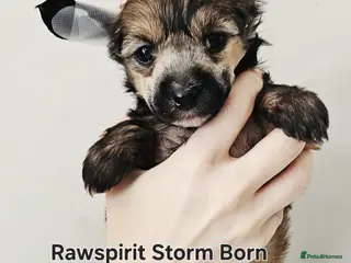 Chinese Crested dogs Hailerss girl, powder puff girl and boy - Advert 4