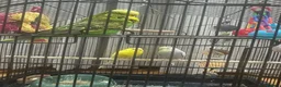 Mixed Breed birds for sale: 3 Beautiful mixed budgies  - Advert 2