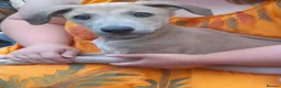 Lurcher dogs for sale: Lovely quality lurcher puppies - Advert 2