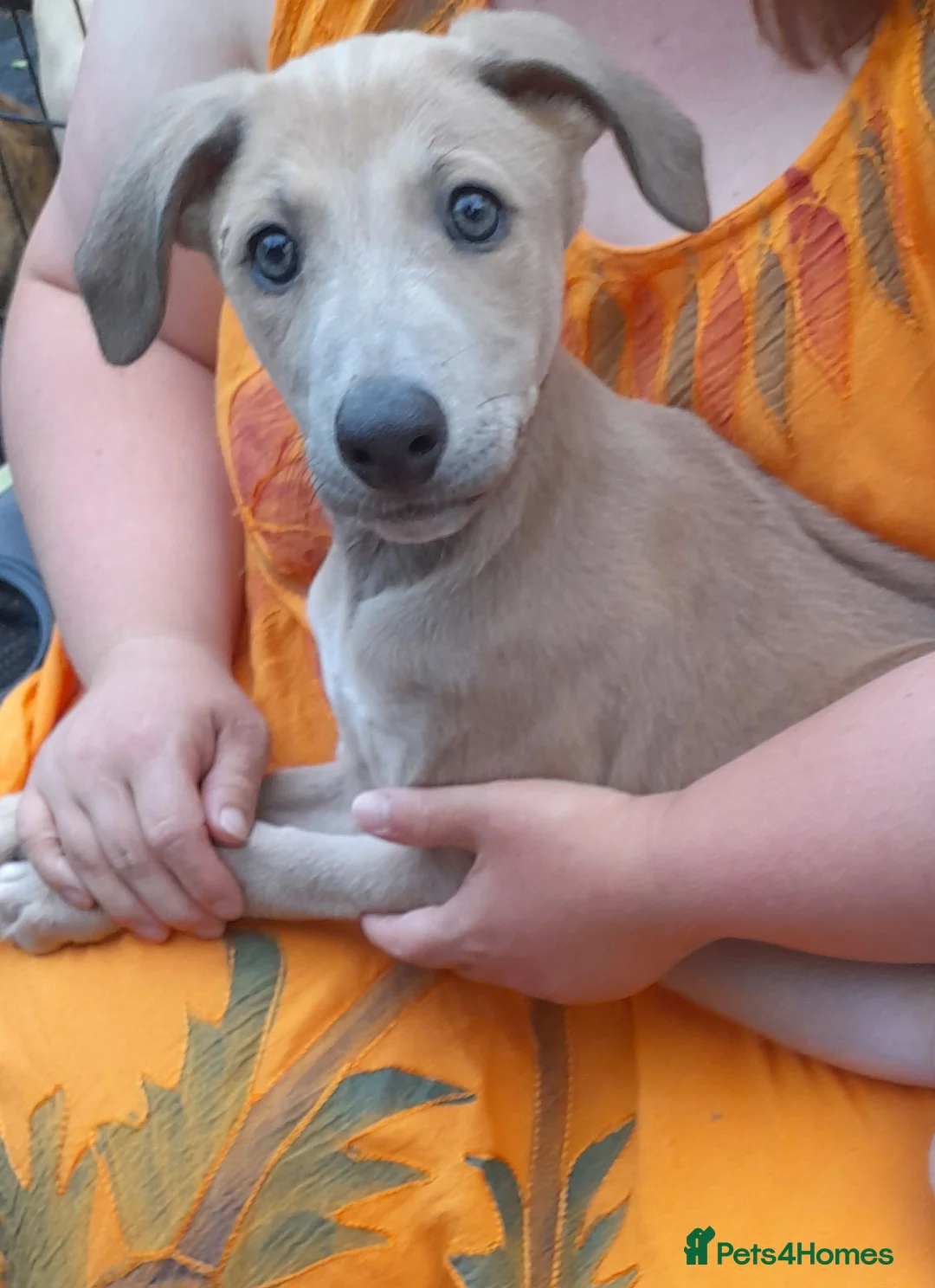 Lurcher dogs for sale: Lovely quality lurcher puppies - Advert 2