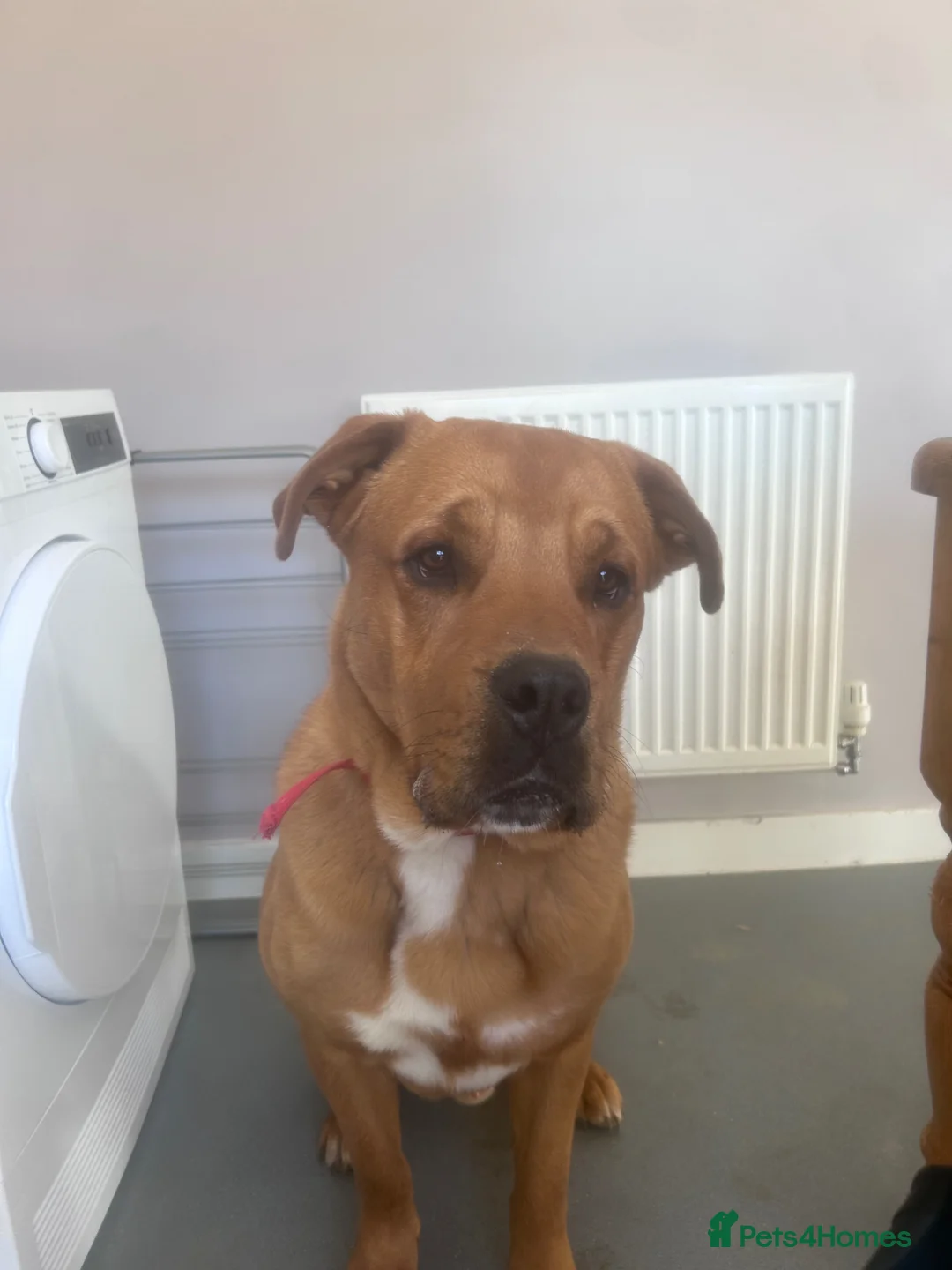 Mixed Breed dogs for sale: Mastweiler puppy in Bury Saint Edmunds - Advert 1