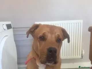 Mixed Breed dogs Mastweiler puppy - Advert 1