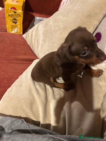 Dachshund dogs - Advert 9